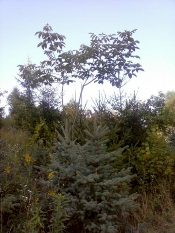 Bozicna drvca sa korjenom,sadnice ljesnjaka,oraha