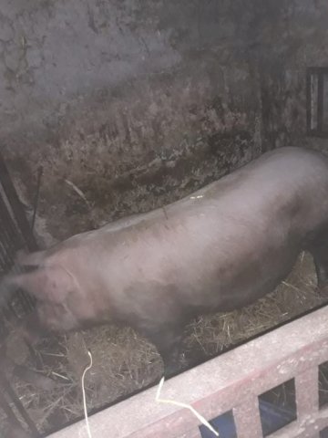 Krmača za obradu