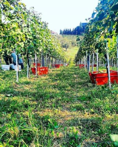 NASAD VINOGRADA sa novom kućom