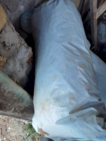 Pšenica neoljuštena