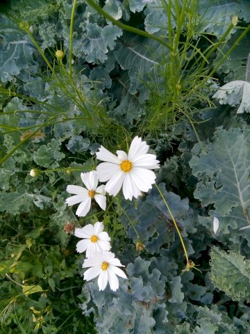 Sjeme kozmos ili uresnica