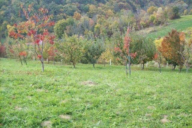 ZEMLJIŠTE - SVETA JANA, DRAGA SVETOJANSKA