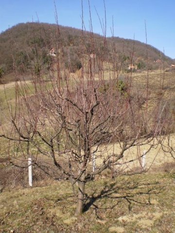 ZEMLJIŠTE - SVETA JANA, DRAGA SVETOJANSKA