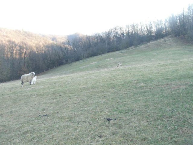 TUHELJSKE T. - Sveti Križ, 35000 m2