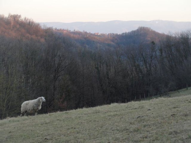 TUHELJSKE T. - Sveti Križ, 35000 m2