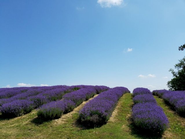 Zemljište, Marija Gorica, 23000 m2