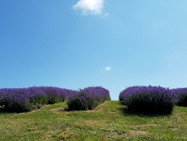 Zemljište, Marija Gorica, 23000 m2