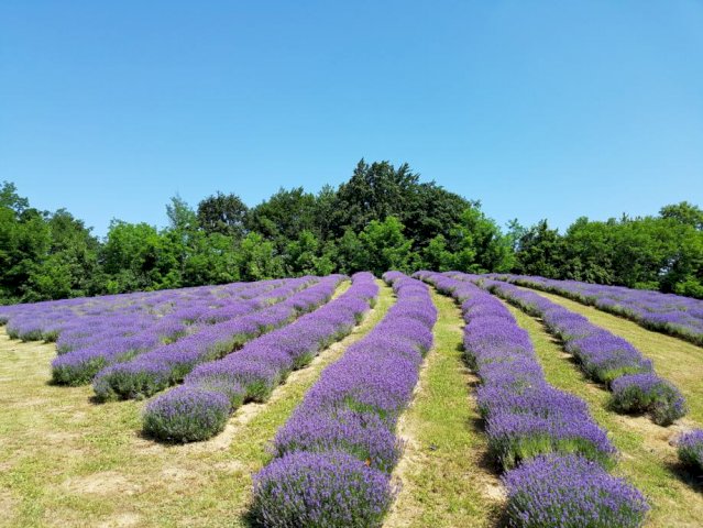 Zemljište, Marija Gorica, 23000 m2