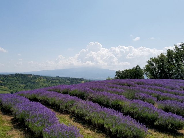 Zemljište, Marija Gorica, 23000 m2