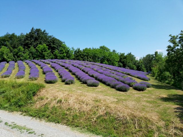 Zemljište, Marija Gorica, 23000 m2