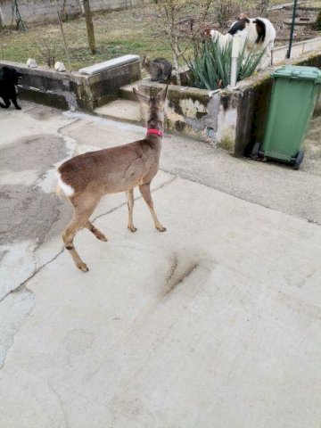 pitoma srna , pripitomljena , kao kućni ljubimac